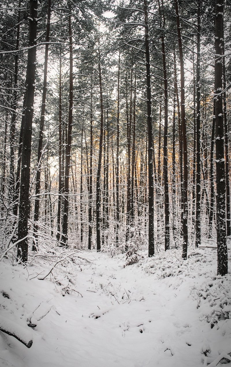 Hidden Forest Unions