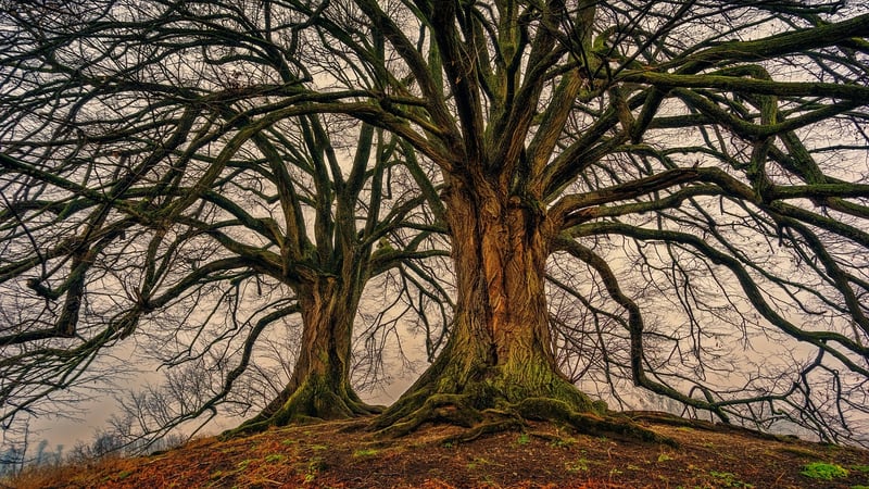 Forest Elements